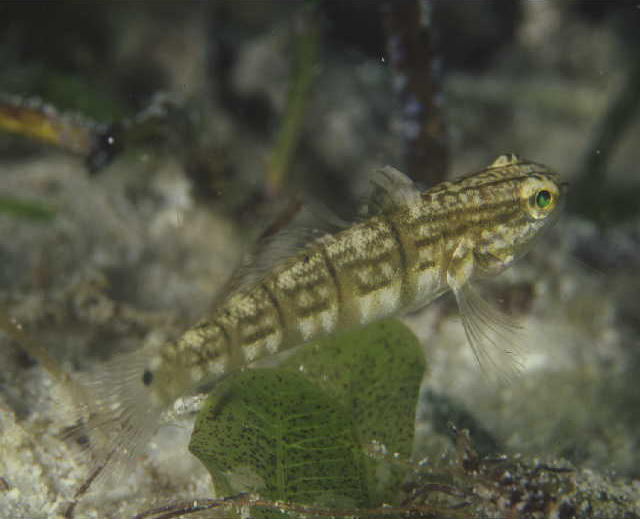 Amblygobius sphynx